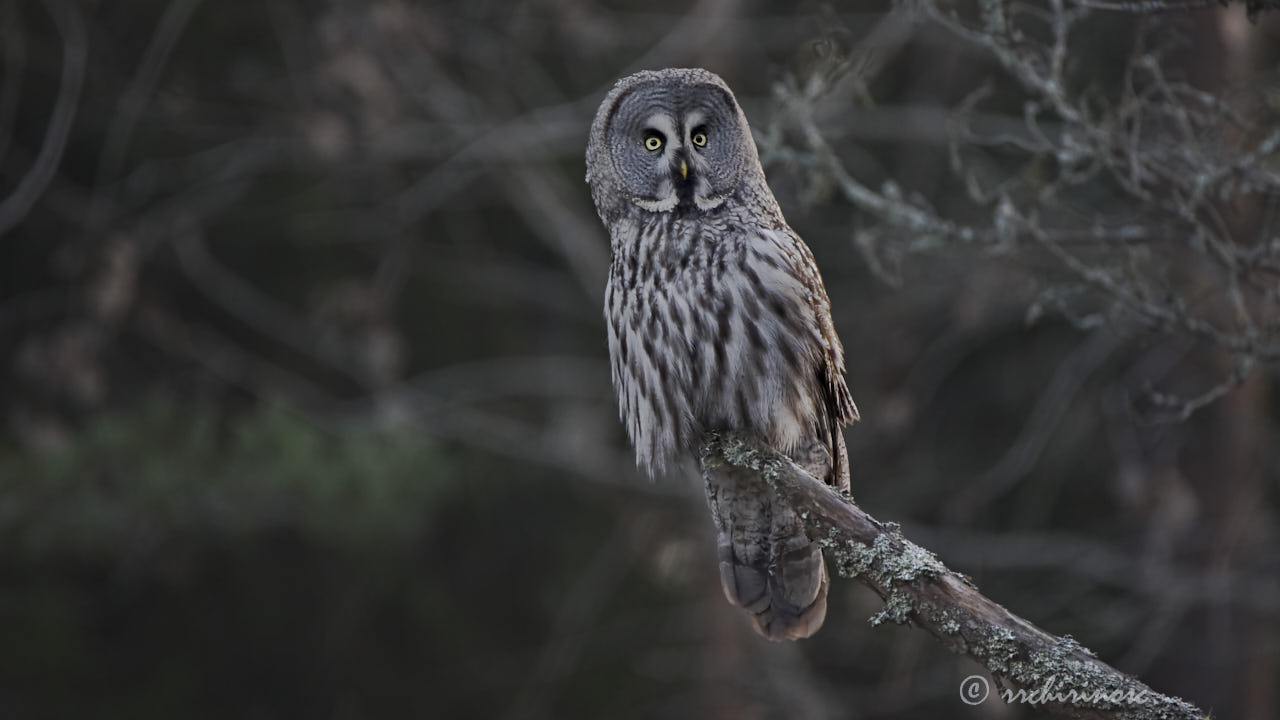 Great grey owl