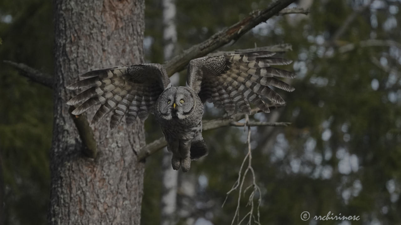 Great grey owl