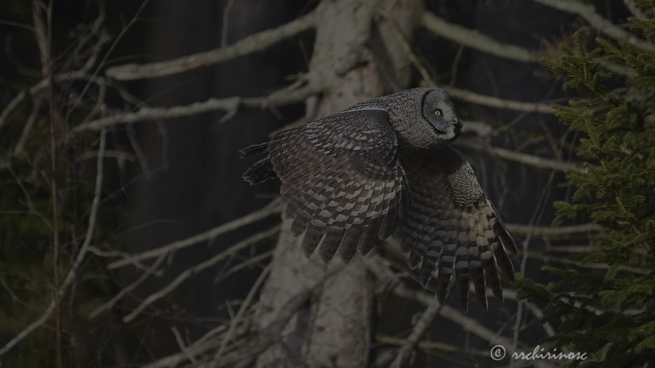 Great grey owl