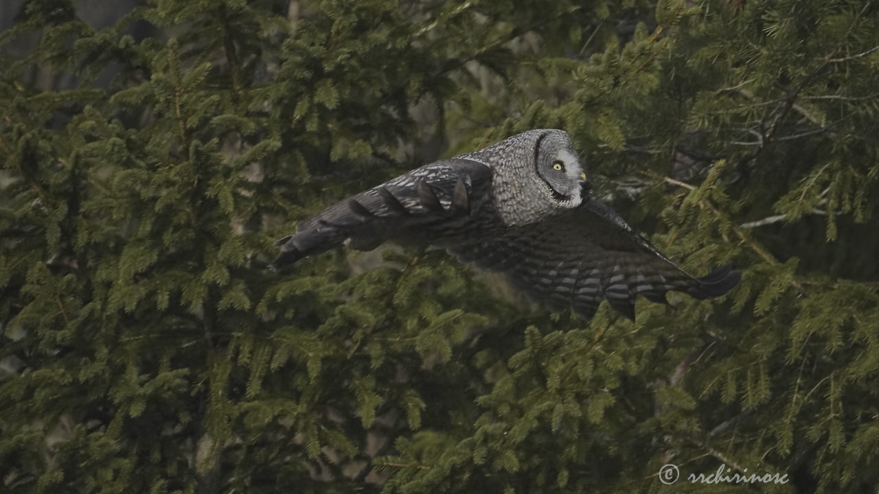 Great grey owl