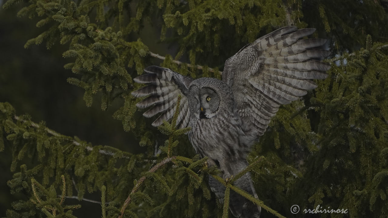 Great grey owl