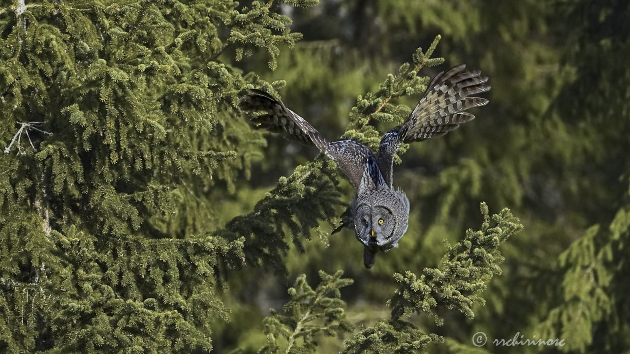 Great grey owl