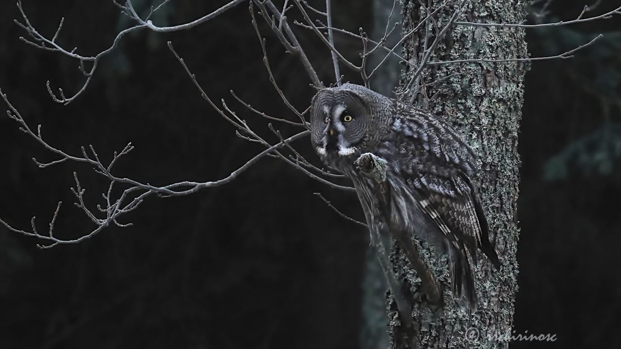 Great grey owl