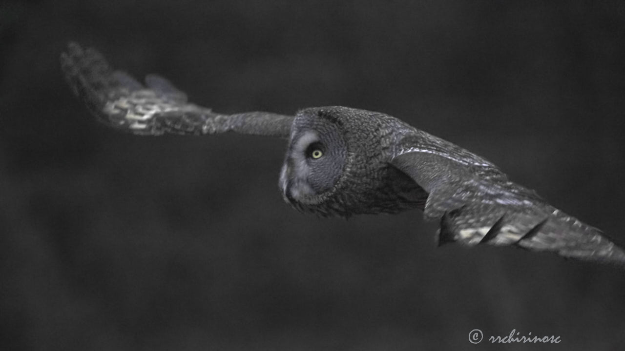 Great grey owl