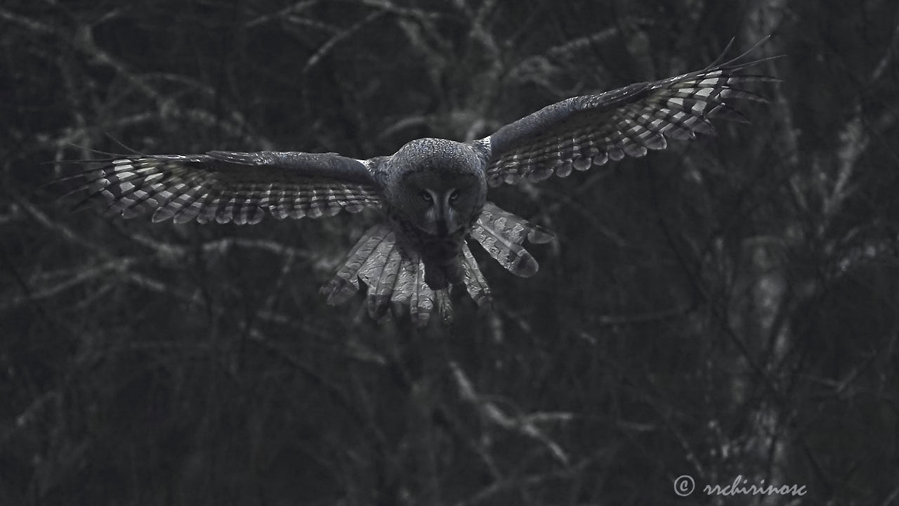 Great grey owl