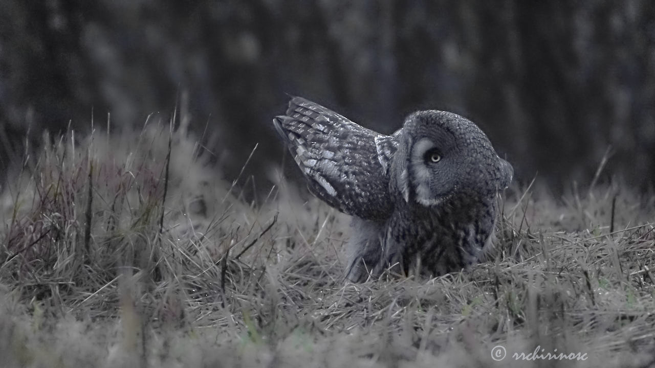 Great grey owl