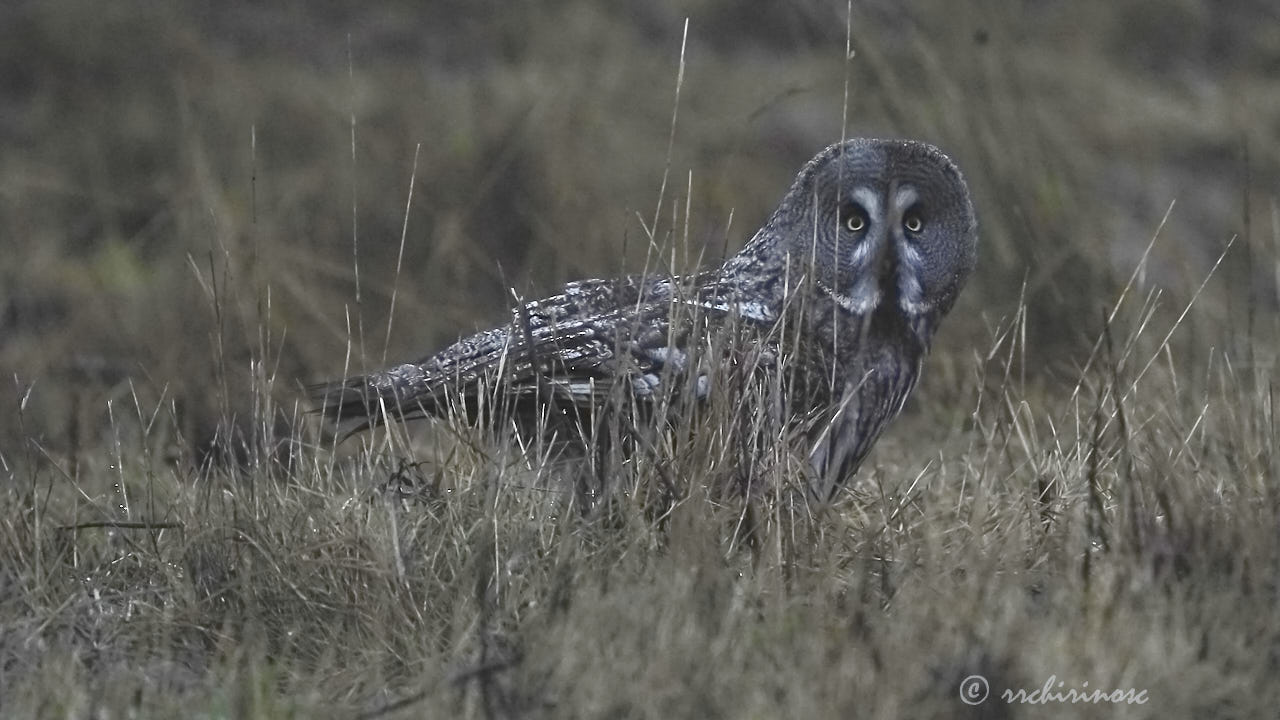 Great grey owl