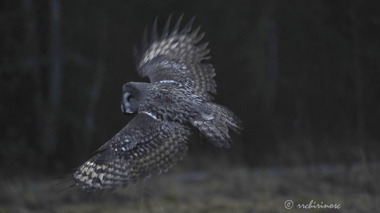 Great grey owl