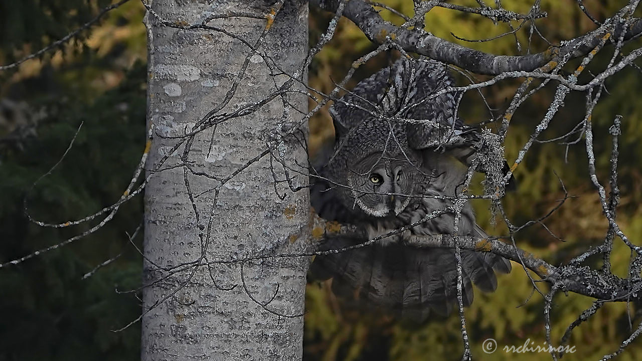 Great grey owl