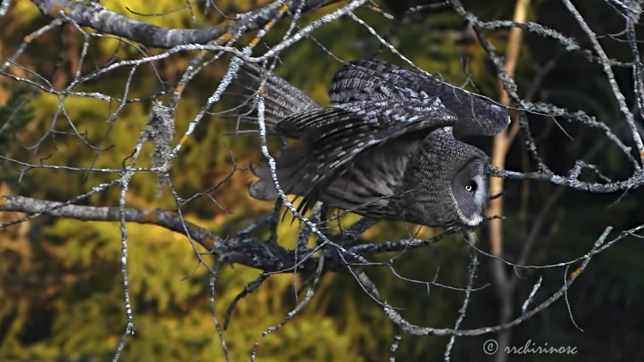 Great grey owl