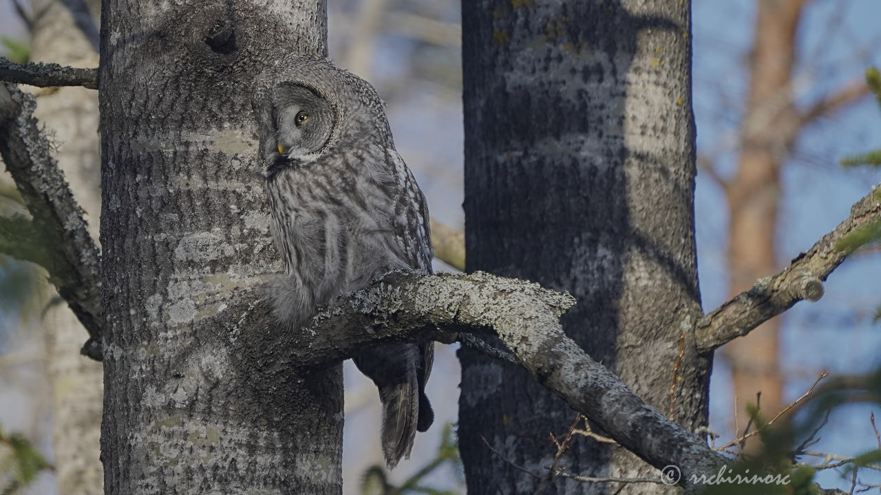 Great grey owl