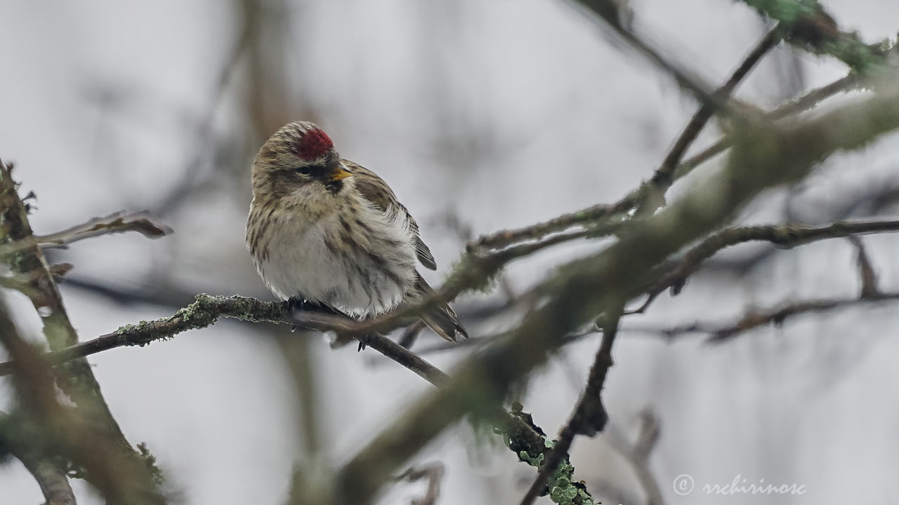 Arctic redpoll