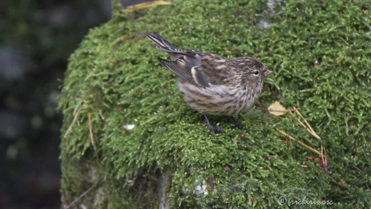 Arctic redpoll