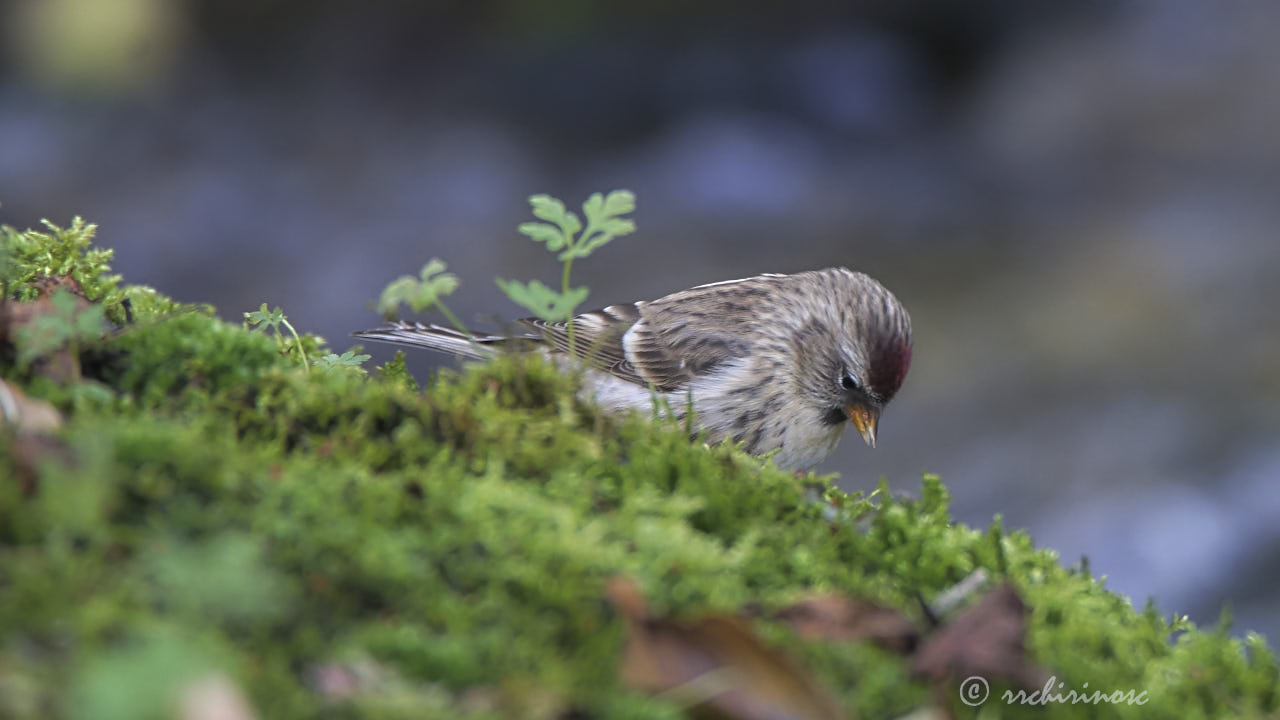 Arctic redpoll