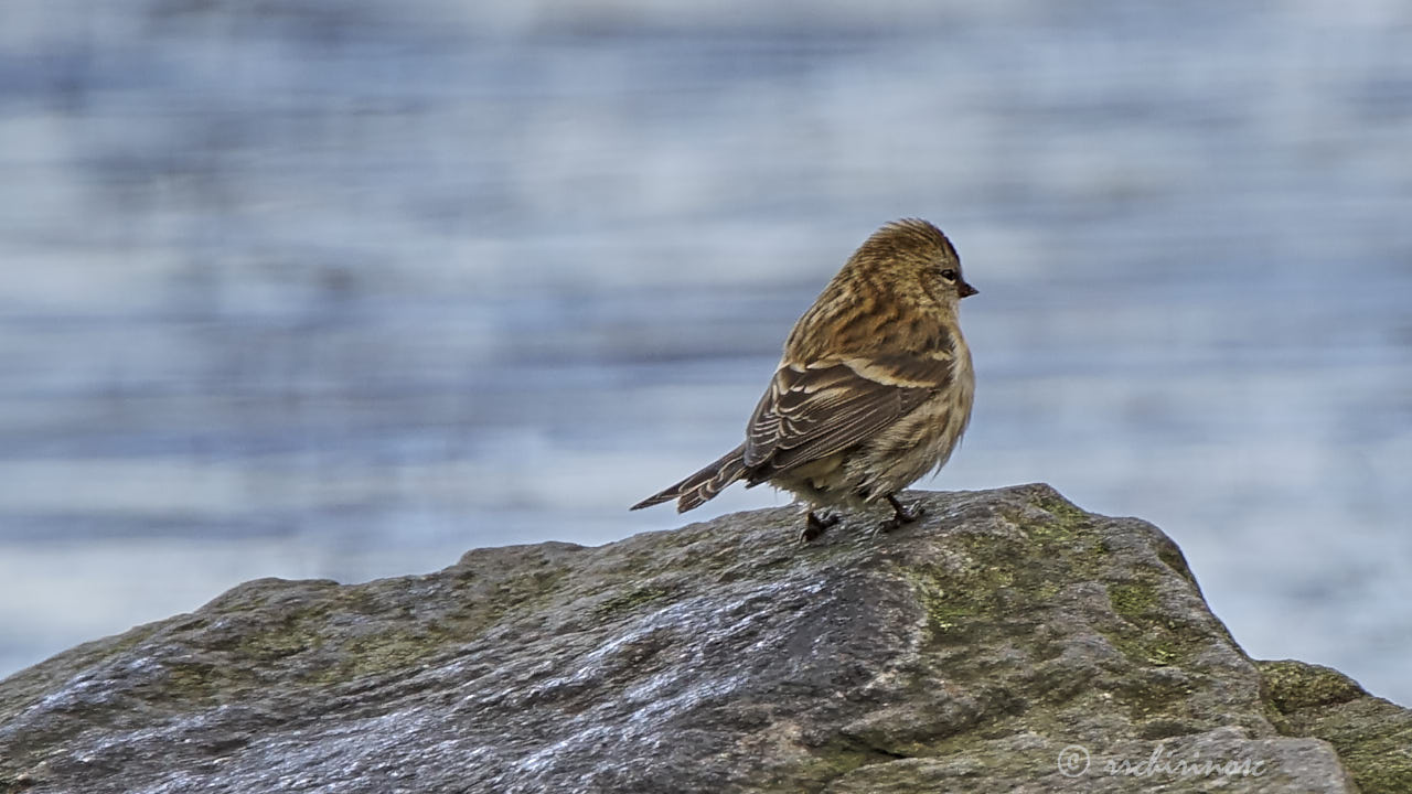 Arctic redpoll