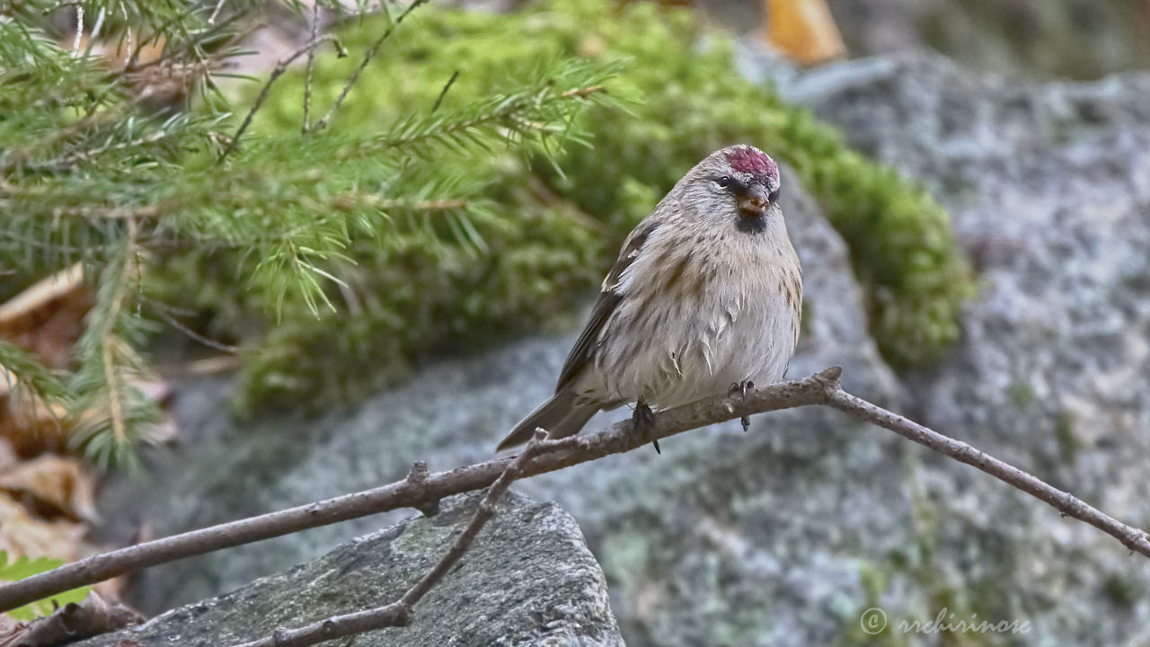 Arctic redpoll