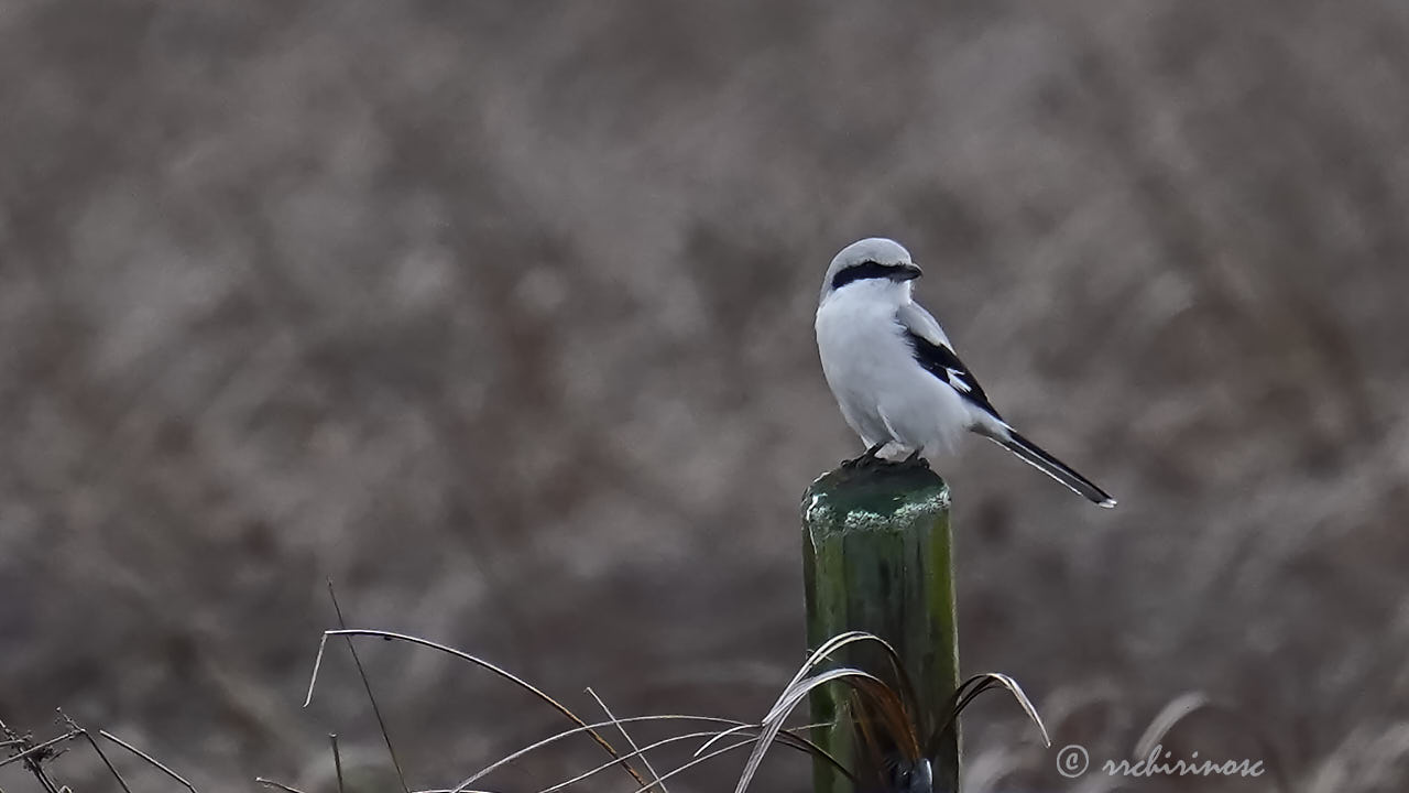 Great grey shrike