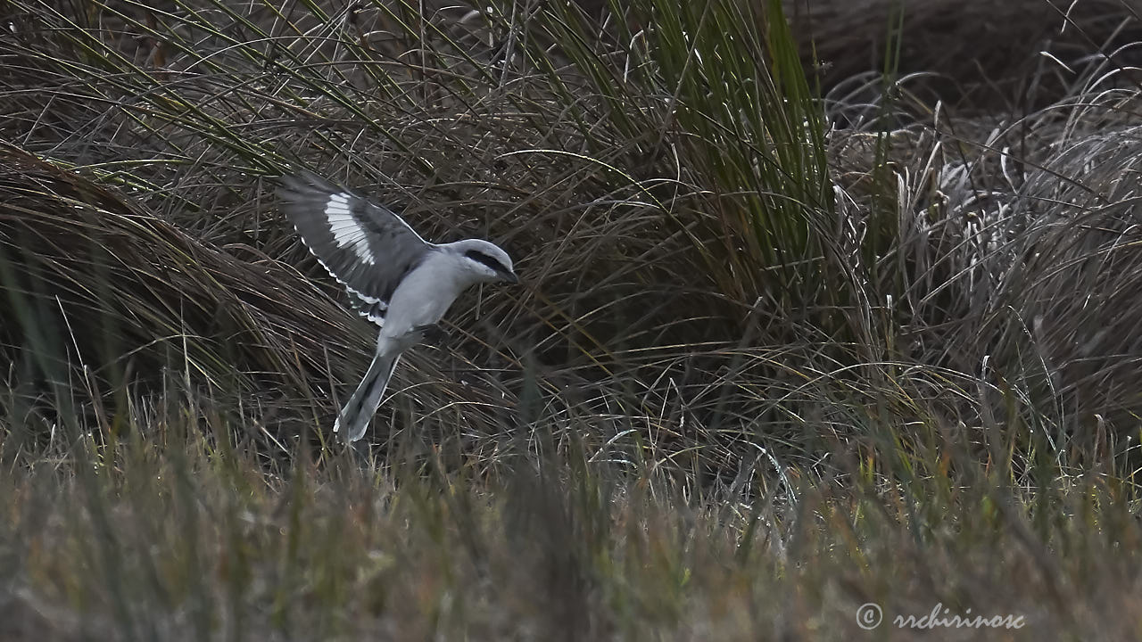 Great grey shrike