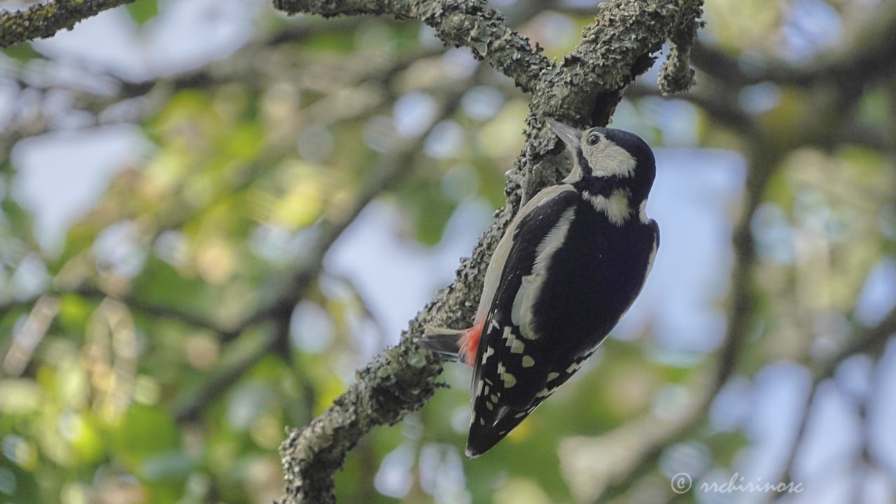 Great spotted woodpecker