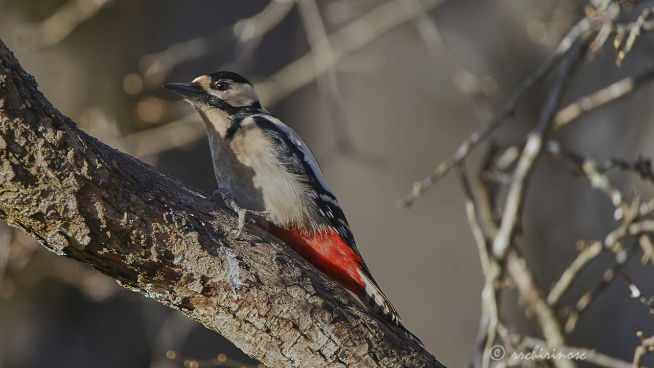 Great spotted woodpecker