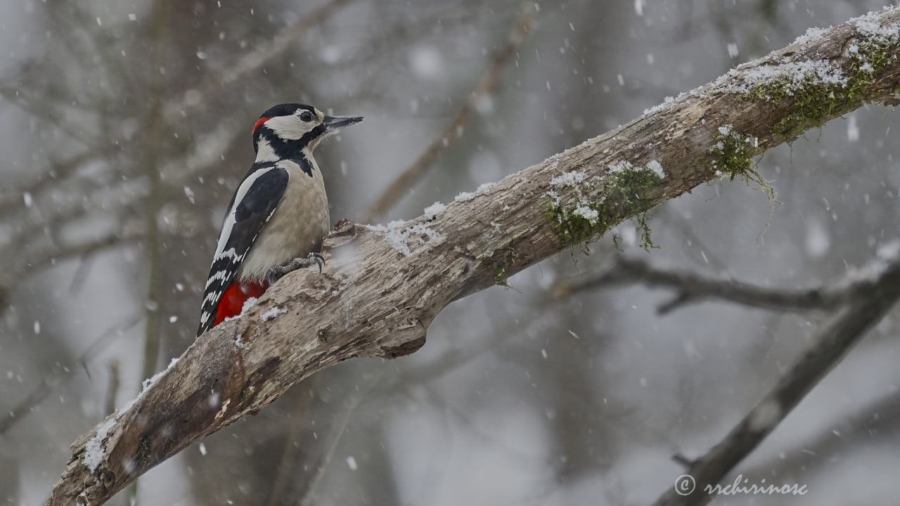 Great spotted woodpecker