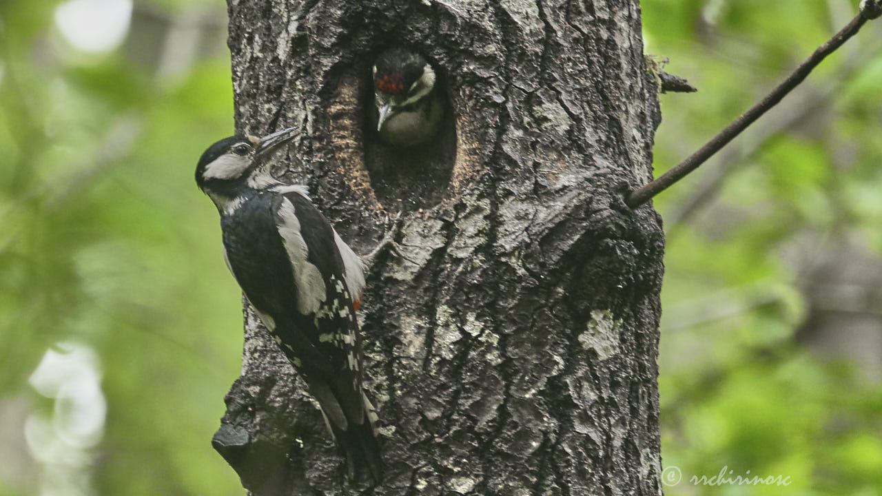 Great spotted woodpecker