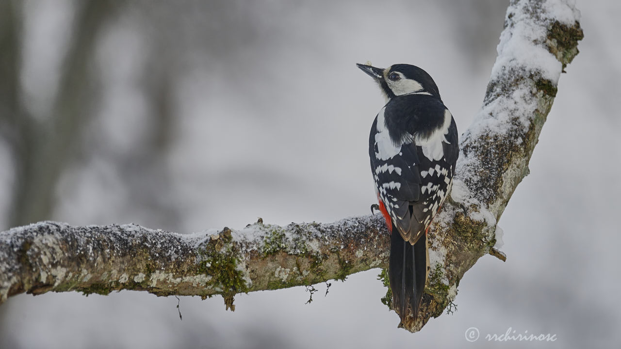 Great spotted woodpecker