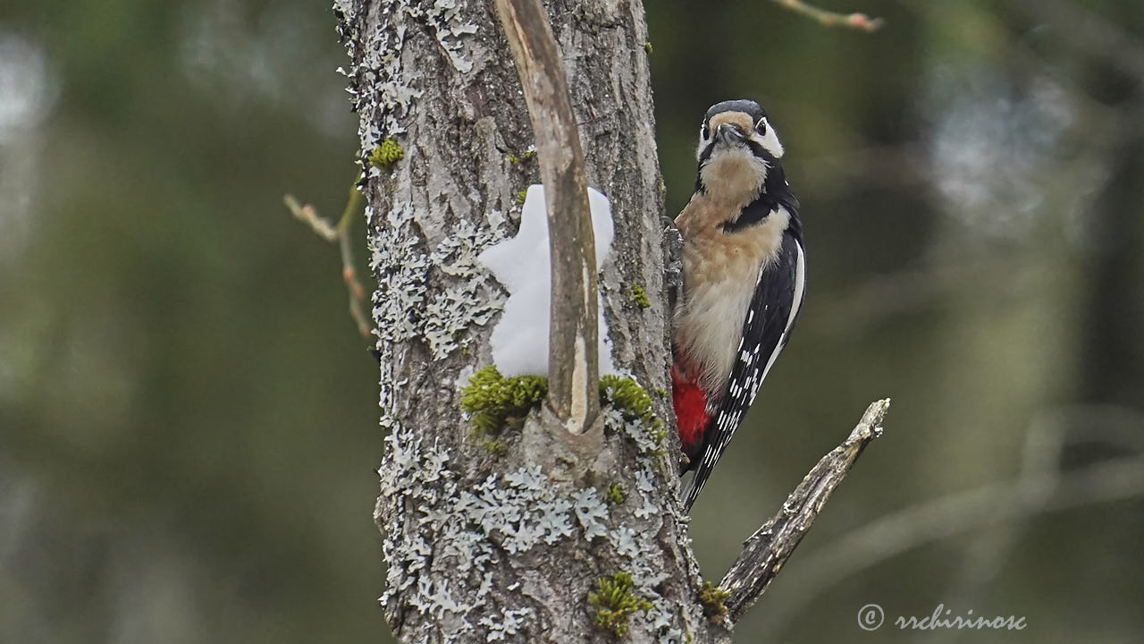 Great spotted woodpecker