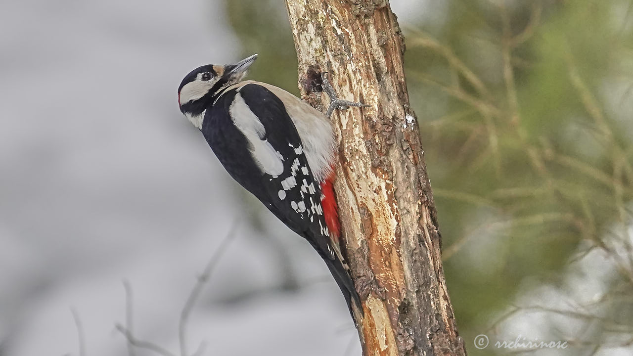 Great spotted woodpecker