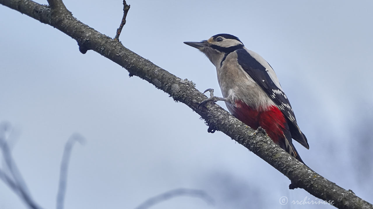 Great spotted woodpecker