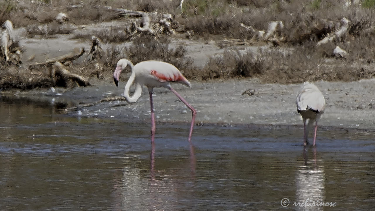 Greater flamingo