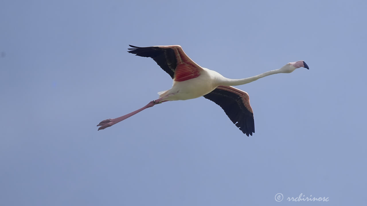 Greater flamingo