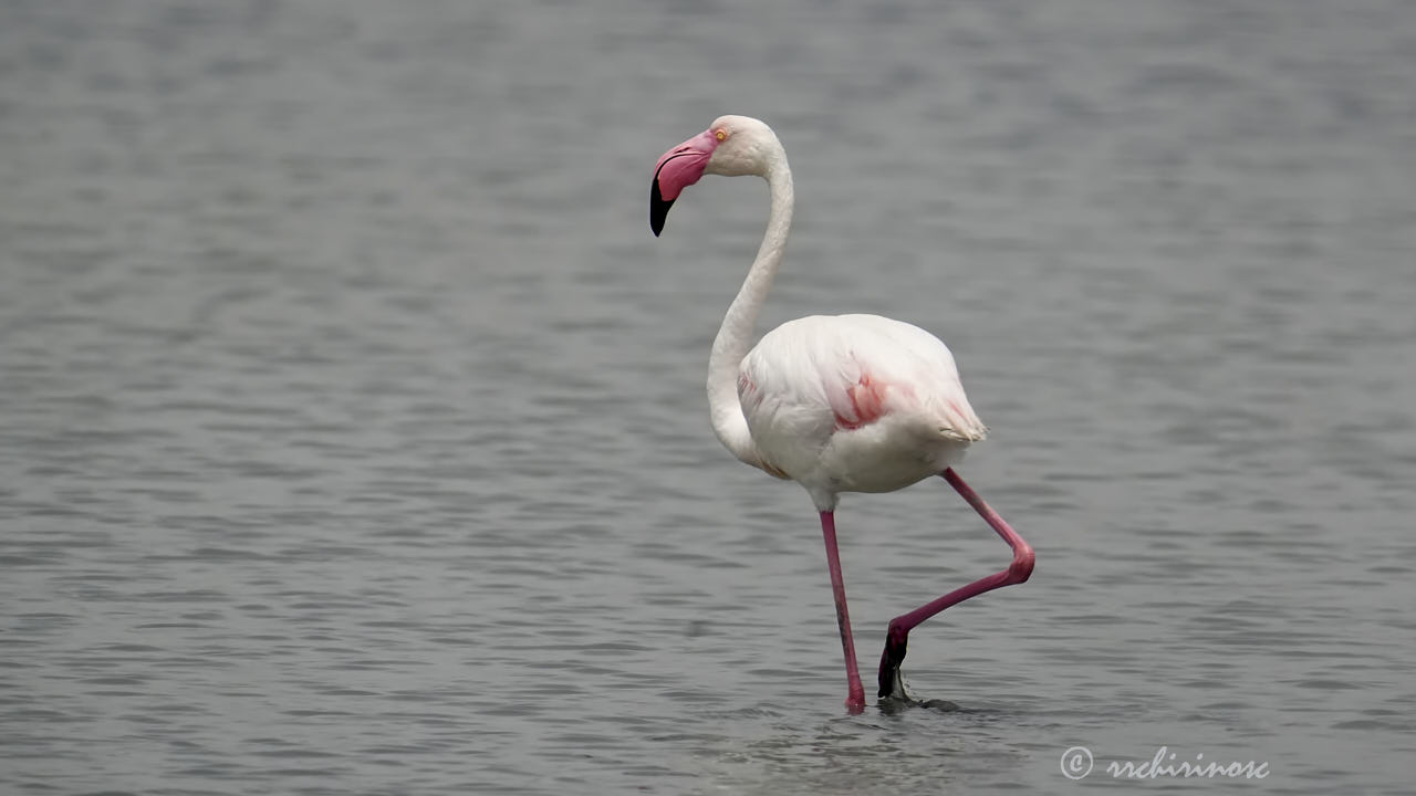 Greater flamingo