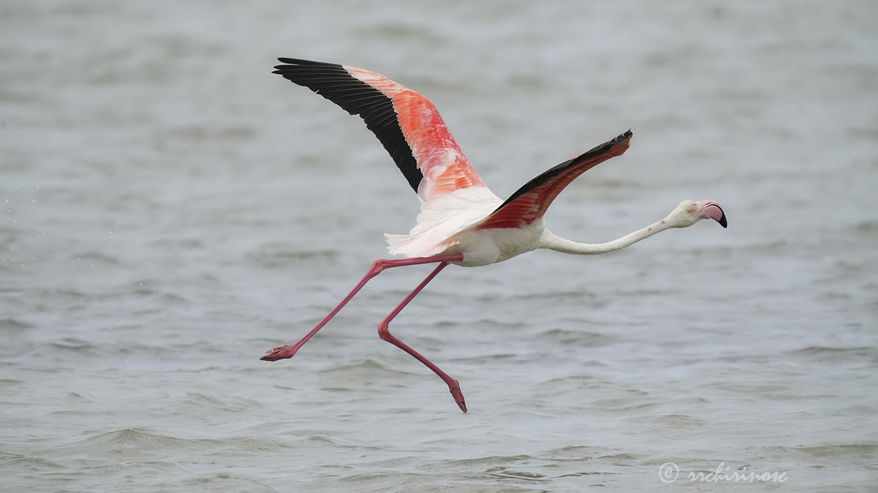 Greater flamingo