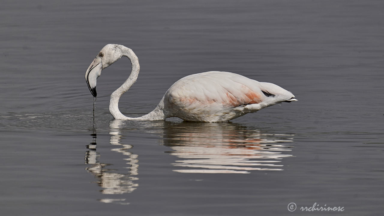 Greater flamingo