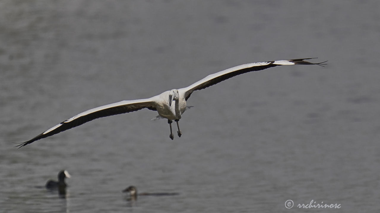 Greater flamingo