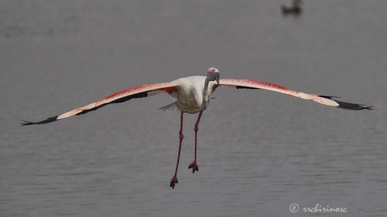 Greater flamingo