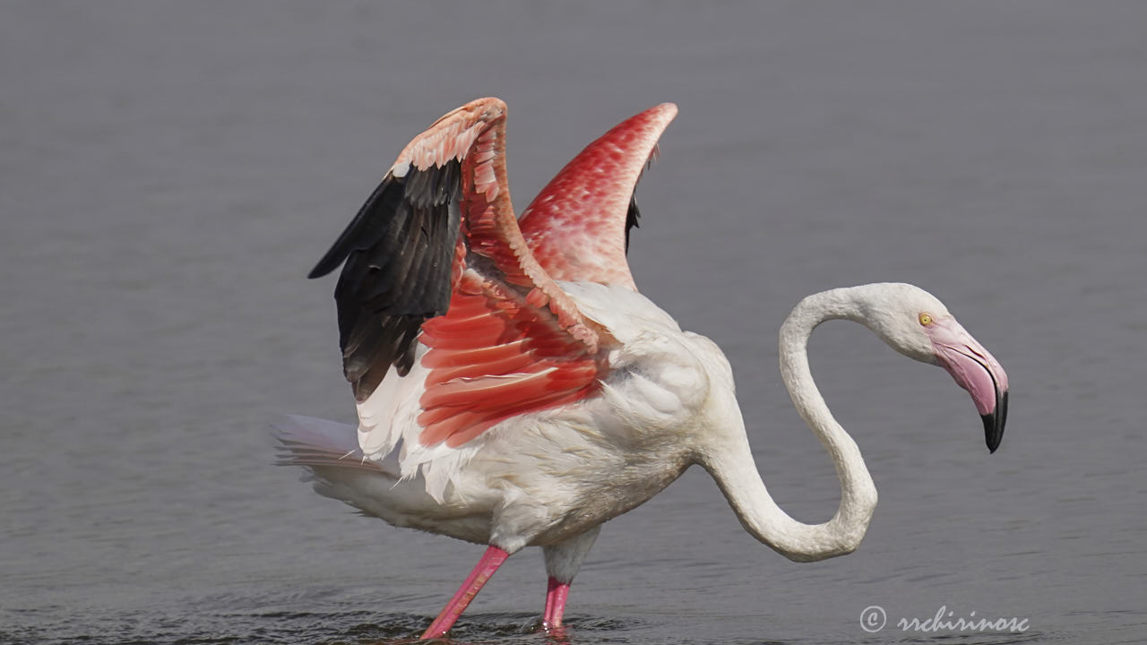 Greater flamingo