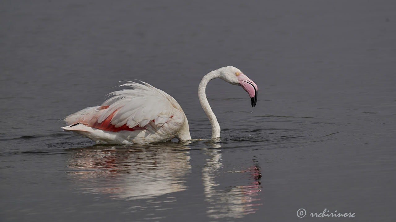 Greater flamingo