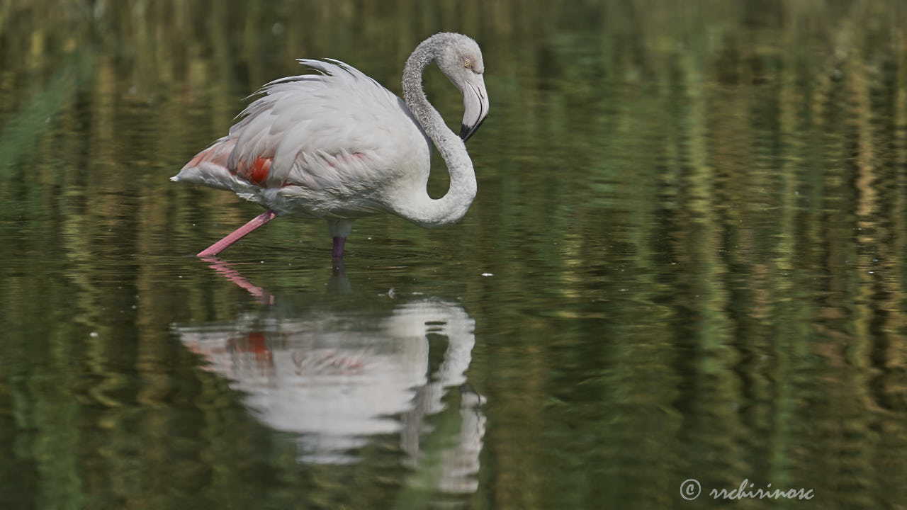 Greater flamingo