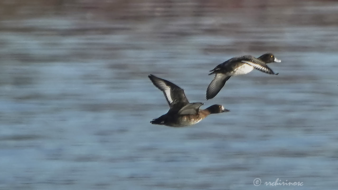 Greater scaup