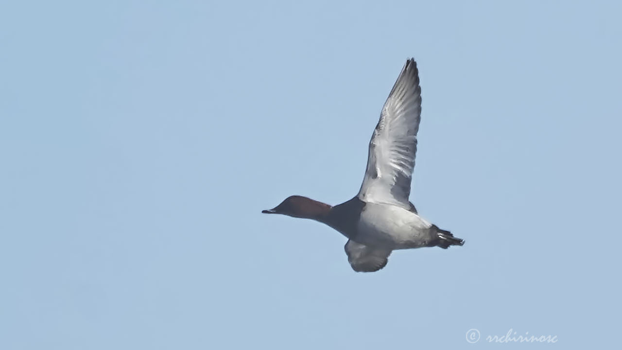 Greater scaup