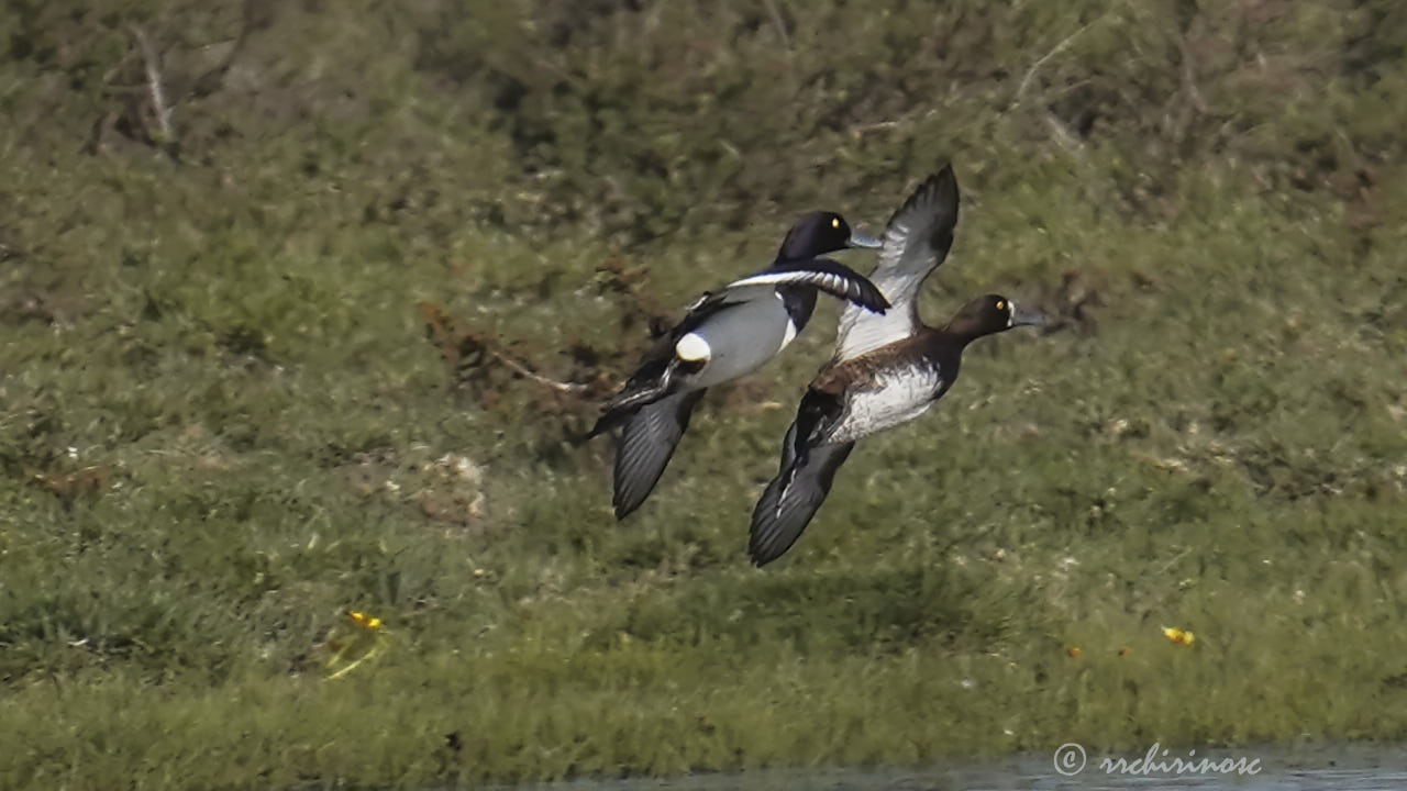 Greater scaup