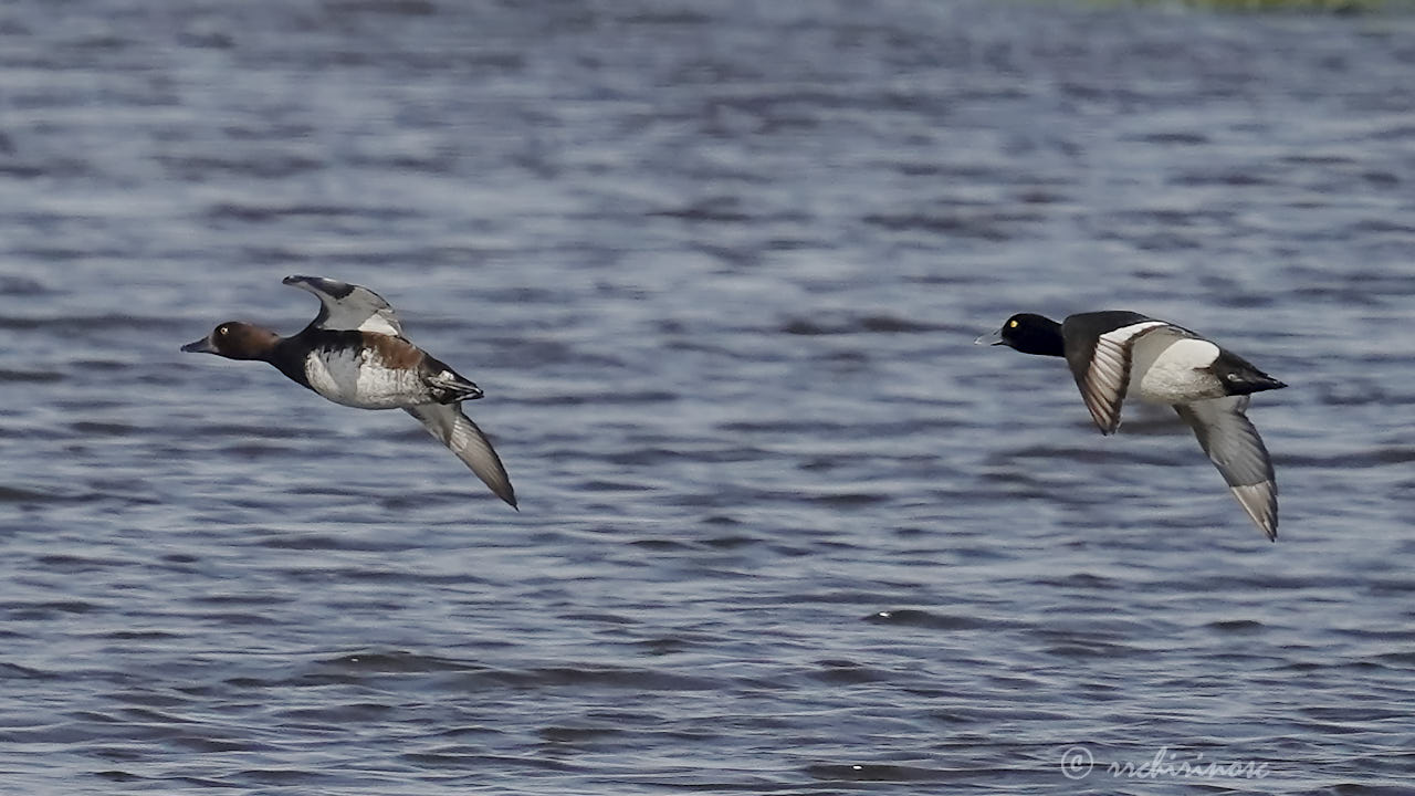 Greater scaup