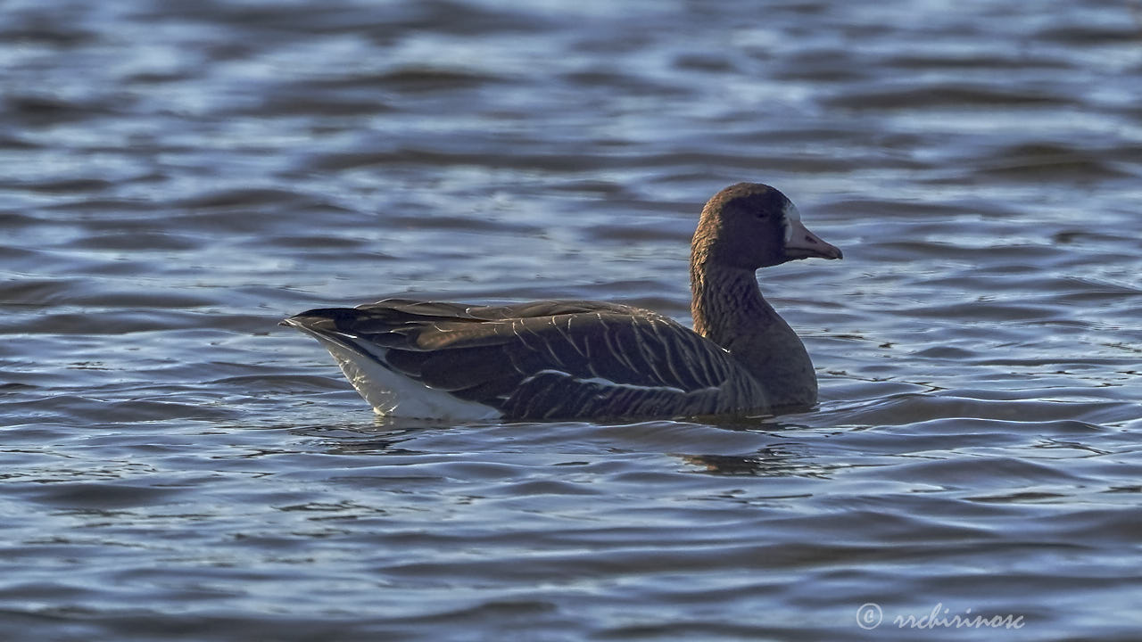 Greater white-fronted goose