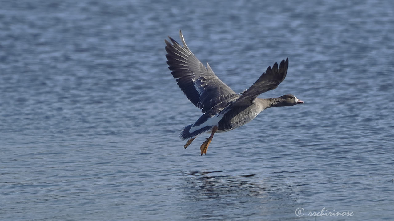 Greater white-fronted goose