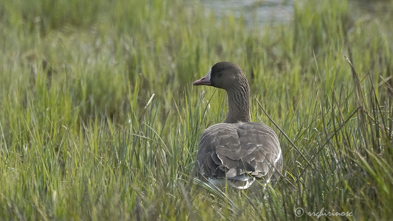 Greater white-fronted goose