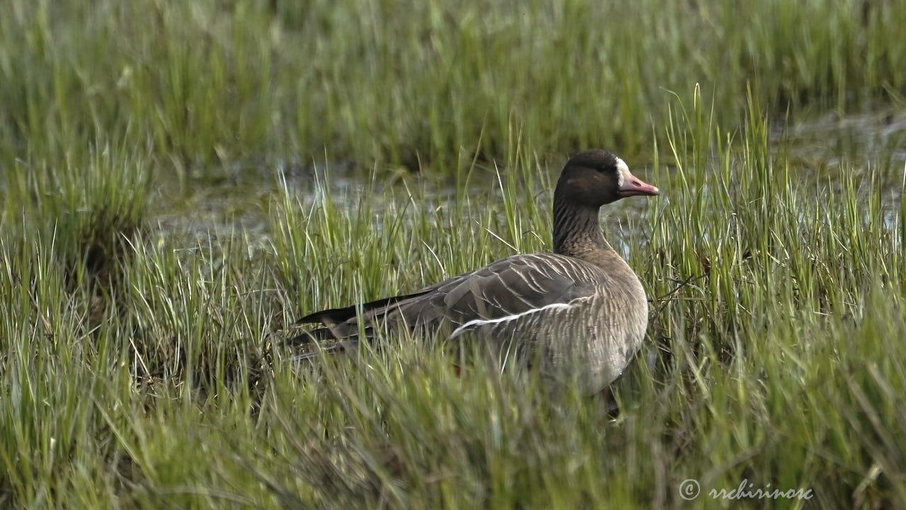 Greater white-fronted goose