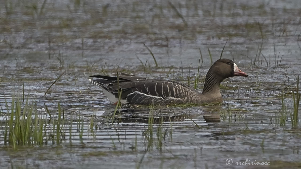 Greater white-fronted goose