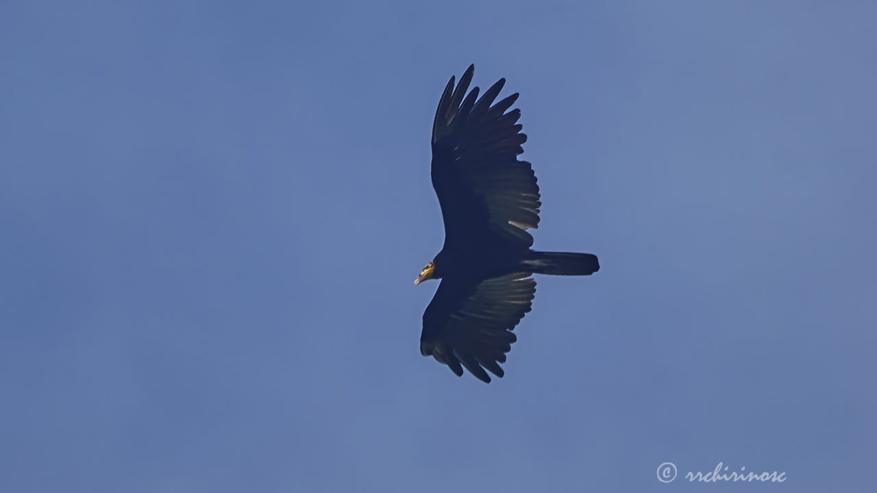 Greater yellow-headed vulture